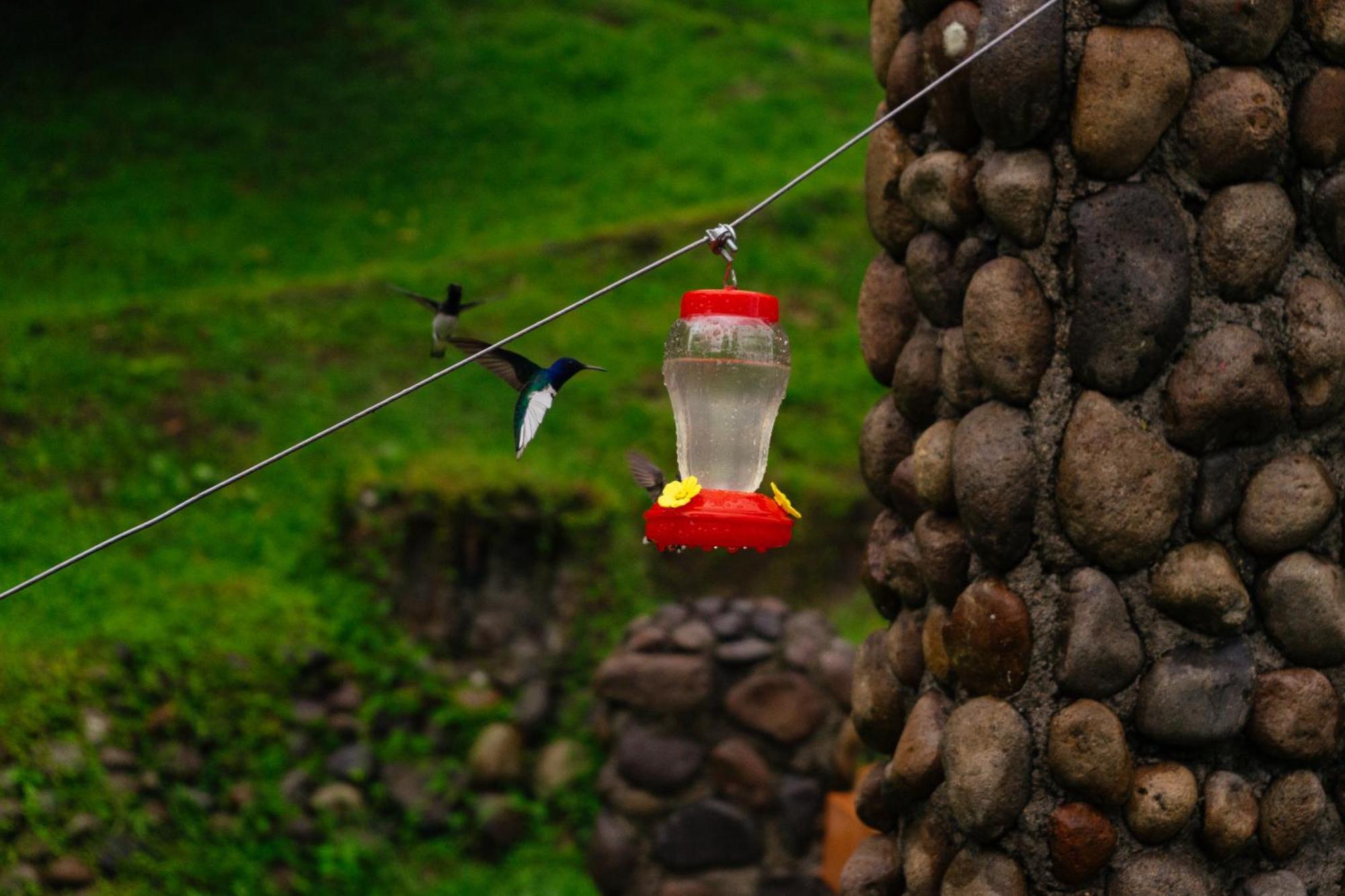 Pura Vista Glamping Hotell El Castillo Eksteriør bilde